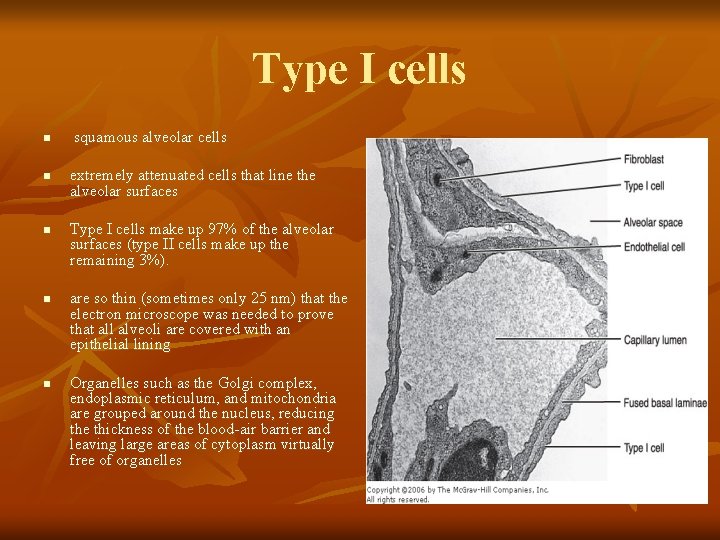 Type I cells n n n squamous alveolar cells extremely attenuated cells that line