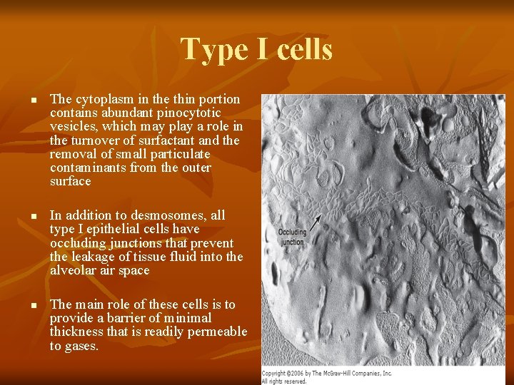 Type I cells n n n The cytoplasm in the thin portion contains abundant