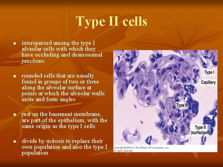 Type II cells n n interspersed among the type I alveolar cells with which