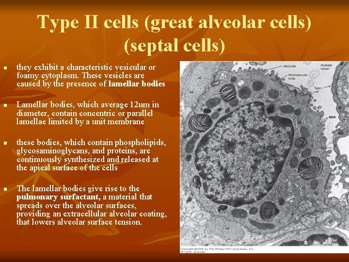 Type II cells (great alveolar cells) (septal cells) n n they exhibit a characteristic
