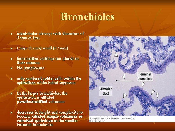 Bronchioles n n n n intralobular airways with diameters of 5 mm or less