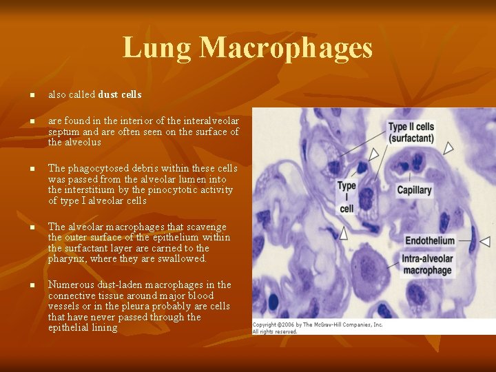 Lung Macrophages n n n also called dust cells are found in the interior