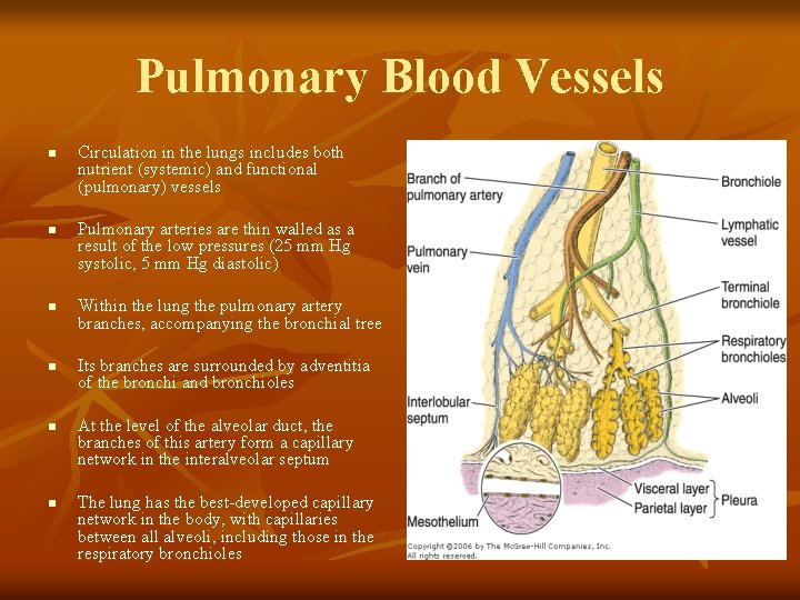 Pulmonary Blood Vessels n n n Circulation in the lungs includes both nutrient (systemic)