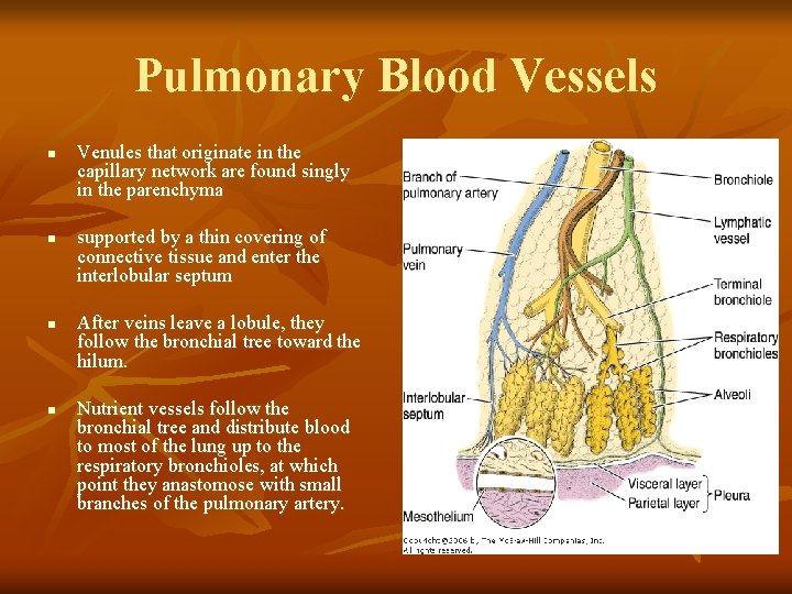 Pulmonary Blood Vessels n n Venules that originate in the capillary network are found