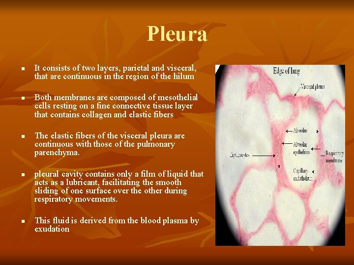 Pleura n n n It consists of two layers, parietal and visceral, that are