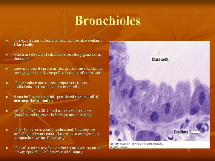 Bronchioles n n n n The epithelium of terminal bronchioles also contains Clara cells