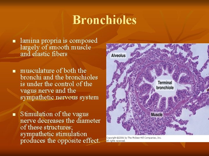 Bronchioles n n n lamina propria is composed largely of smooth muscle and elastic