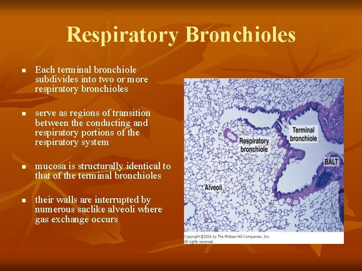 Respiratory Bronchioles n n Each terminal bronchiole subdivides into two or more respiratory bronchioles