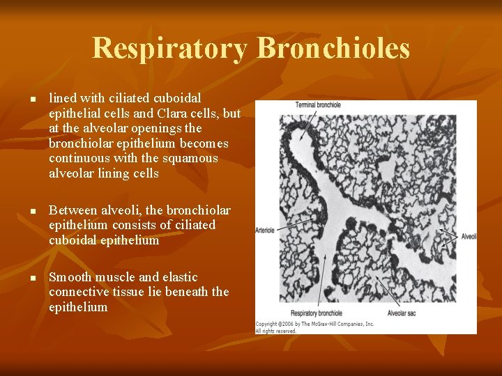 Respiratory Bronchioles n n n lined with ciliated cuboidal epithelial cells and Clara cells,