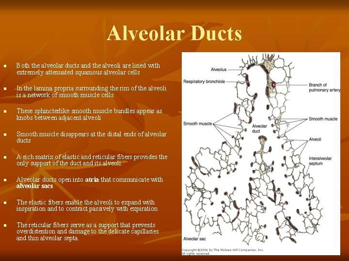 Alveolar Ducts n n n n Both the alveolar ducts and the alveoli are