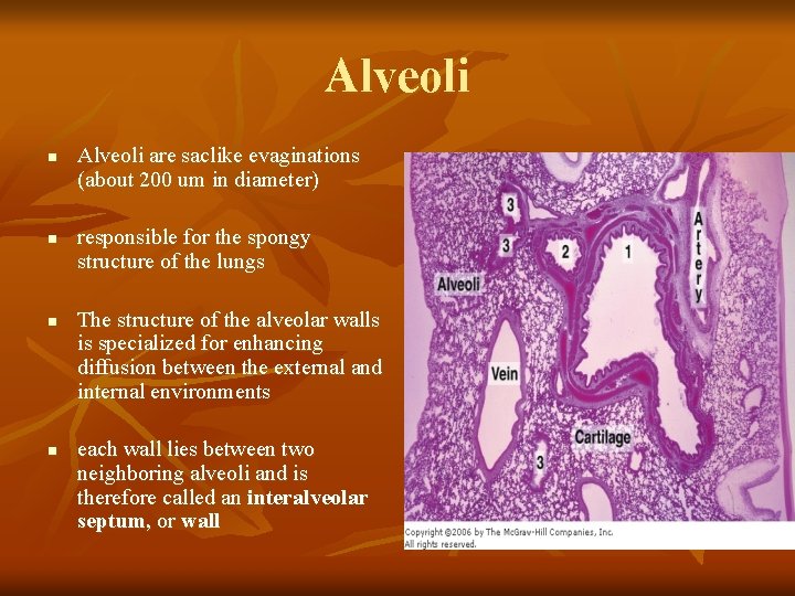 Alveoli n n Alveoli are saclike evaginations (about 200 um in diameter) responsible for