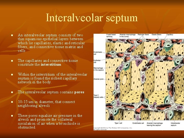 Interalveolar septum n n n An interalveolar septum consists of two thin squamous epithelial