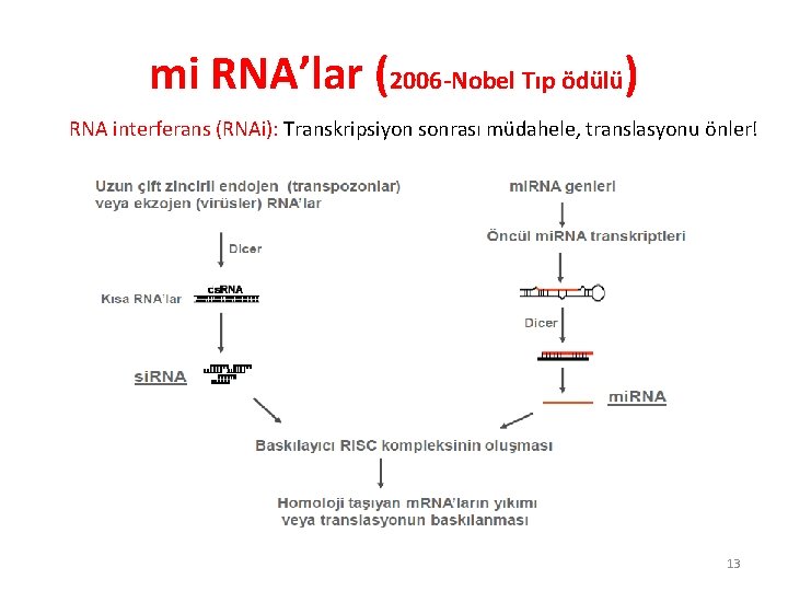 mi RNA’lar (2006 -Nobel Tıp ödülü) RNA interferans (RNAi): Transkripsiyon sonrası müdahele, translasyonu önler!