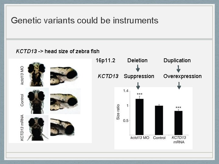 Genetic variants could be instruments KCTD 13 -> head size of zebra fish 16