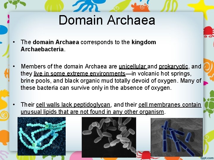 Domain Archaea • The domain Archaea corresponds to the kingdom Archaebacteria. • Members of