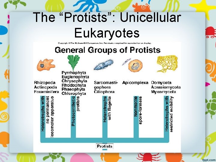 The “Protists”: Unicellular Eukaryotes 