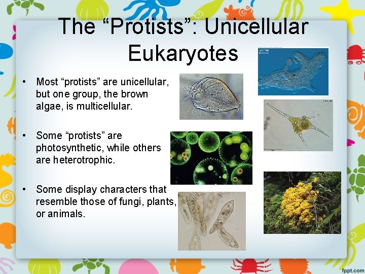The “Protists”: Unicellular Eukaryotes • Most “protists” are unicellular, but one group, the brown