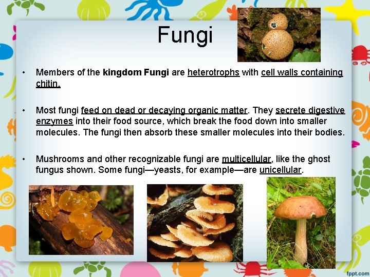 Fungi • Members of the kingdom Fungi are heterotrophs with cell walls containing chitin.