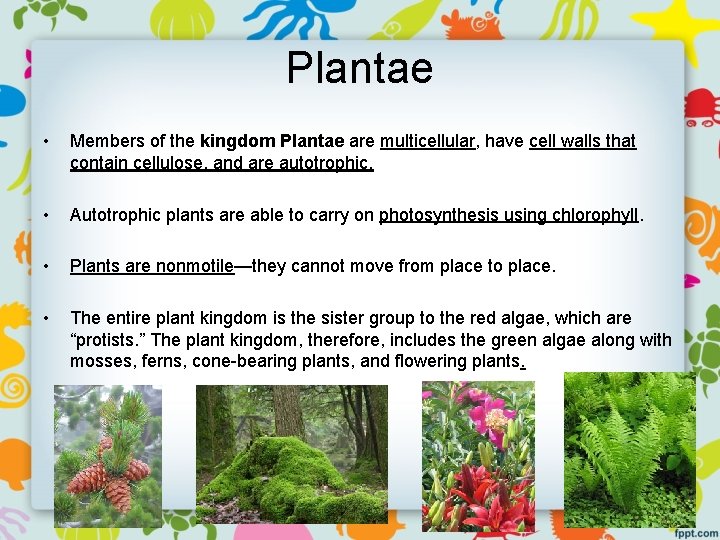 Plantae • Members of the kingdom Plantae are multicellular, have cell walls that contain