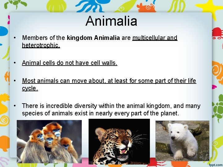 Animalia • Members of the kingdom Animalia are multicellular and heterotrophic. • Animal cells