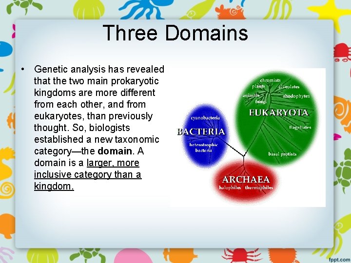 Three Domains • Genetic analysis has revealed that the two main prokaryotic kingdoms are