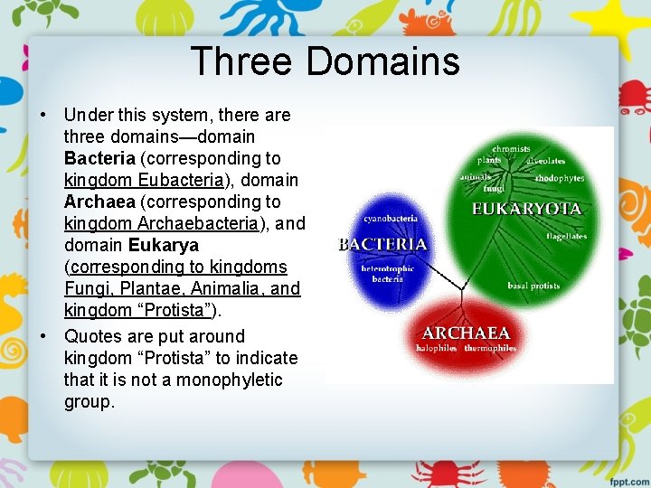 Three Domains • Under this system, there are three domains—domain Bacteria (corresponding to kingdom