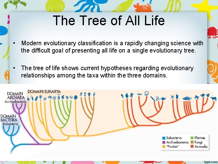 The Tree of All Life • Modern evolutionary classification is a rapidly changing science