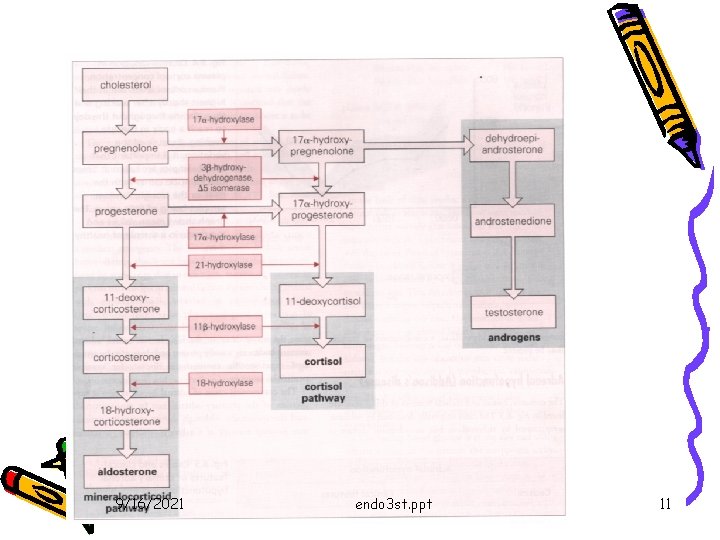9/16/2021 endo 3 st. ppt 11 