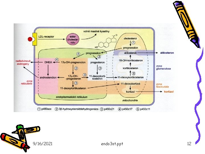 9/16/2021 endo 3 st. ppt 12 