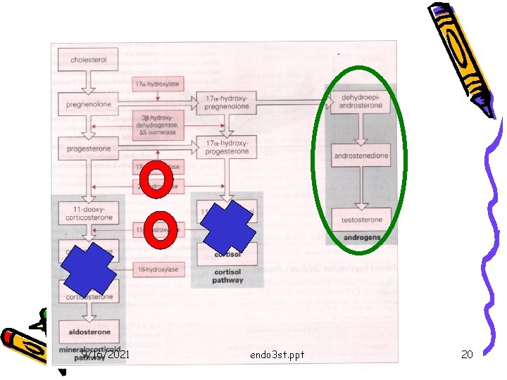 9/16/2021 endo 3 st. ppt 20 