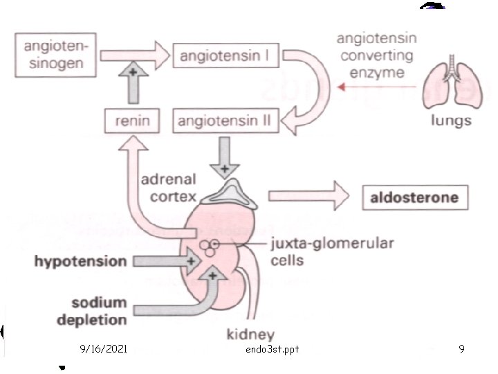 9/16/2021 endo 3 st. ppt 9 