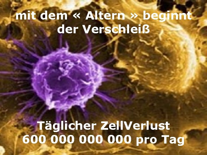 mit dem « Altern » beginnt der Verschleiß Täglicher Zell. Verlust 600 000 000