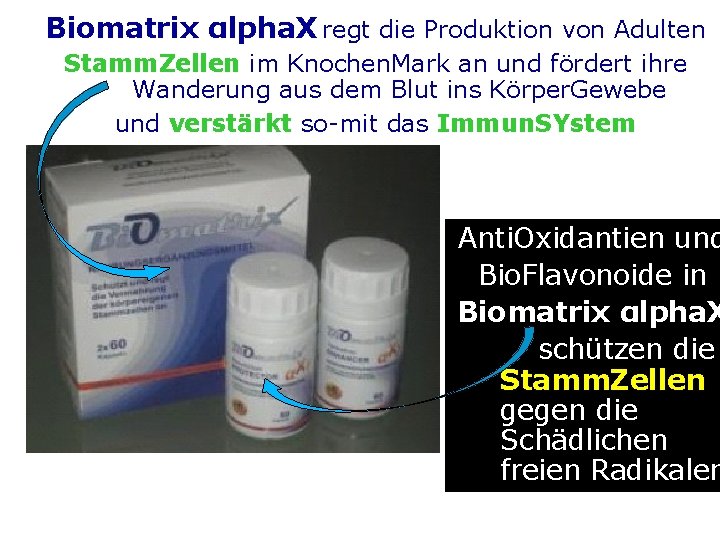 Biomatrix αlpha. X regt die Produktion von Adulten Stamm. Zellen im Knochen. Mark an