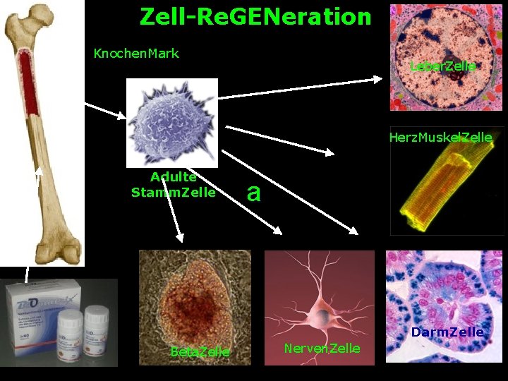 Zell-Re. GENeration Knochen. Mark Leber. Zelle Herz. Muskel. Zelle Adulte Stamm. Zelle a Darm.
