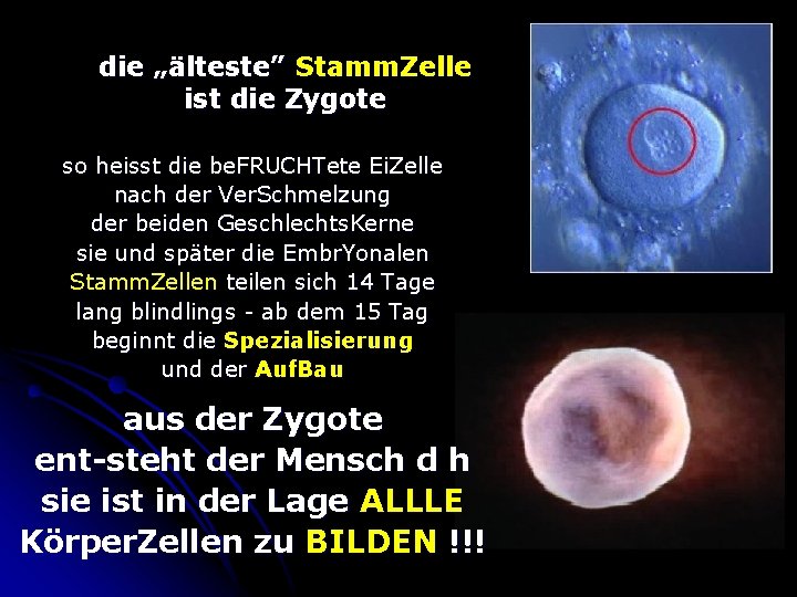 die „älteste” Stamm. Zelle ist die Zygote so heisst die be. FRUCHTete Ei. Zelle