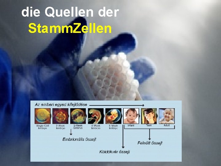 die Quellen der Stamm. Zellen 