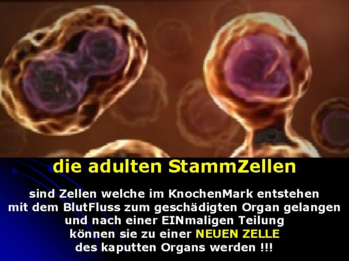 die adulten Stamm. Zellen sind Zellen welche im Knochen. Mark entstehen mit dem Blut.