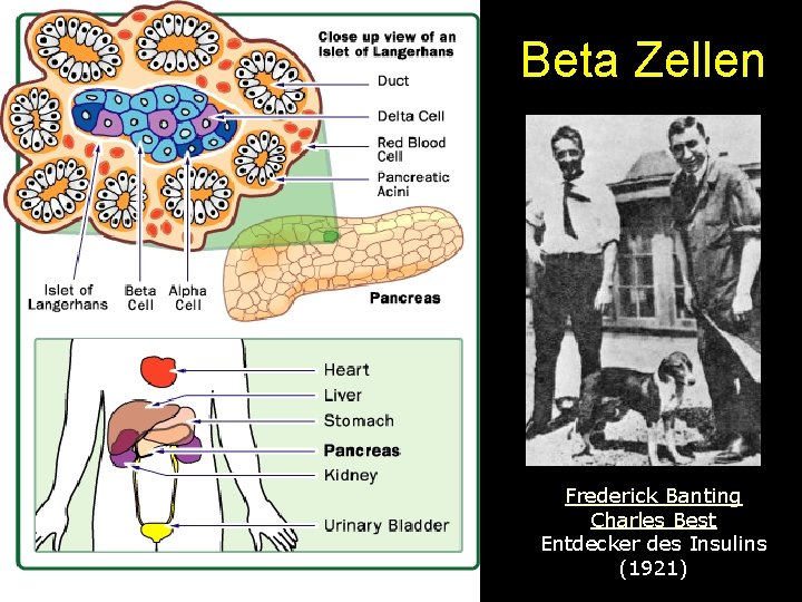 Beta Zellen Frederick Banting Charles Best Entdecker des Insulins (1921) 