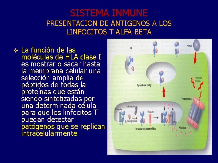 SISTEMA INMUNE PRESENTACION DE ANTIGENOS A LOS LINFOCITOS T ALFA-BETA v La función de