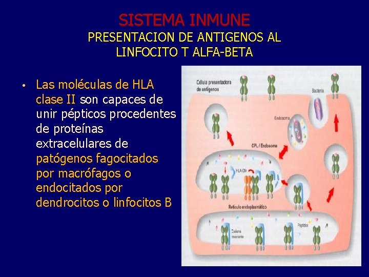 SISTEMA INMUNE PRESENTACION DE ANTIGENOS AL LINFOCITO T ALFA-BETA • Las moléculas de HLA