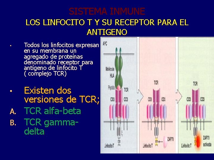 SISTEMA INMUNE LOS LINFOCITO T Y SU RECEPTOR PARA EL ANTIGENO • Todos linfocitos