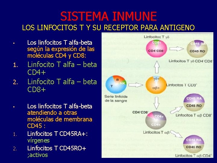 SISTEMA INMUNE LOS LINFOCITOS T Y SU RECEPTOR PARA ANTIGENO • Los linfocitos T