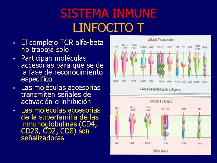 SISTEMA INMUNE LINFOCITO T El complejo TCR alfa-beta no trabaja solo • Participan moléculas
