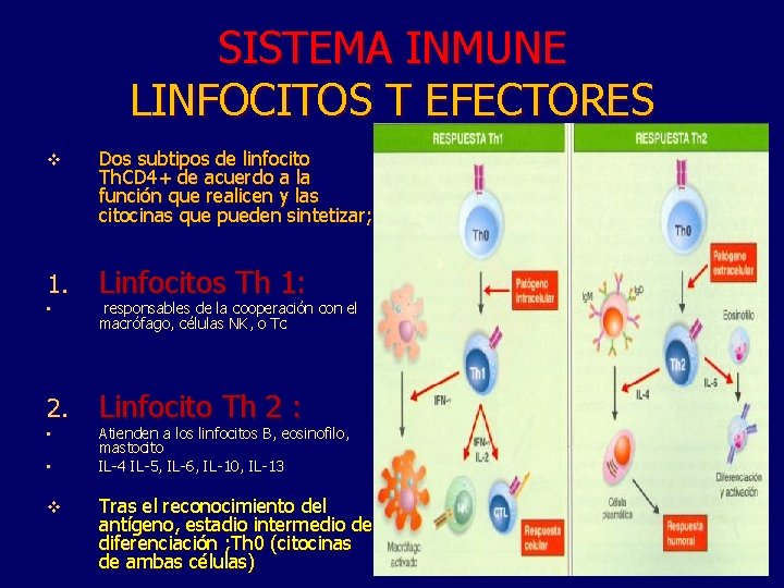 SISTEMA INMUNE LINFOCITOS T EFECTORES v Dos subtipos de linfocito Th. CD 4+ de