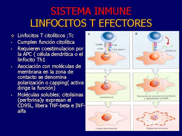 SISTEMA INMUNE LINFOCITOS T EFECTORES v • • Linfocitos T citolíticos ; Tc Cumplen