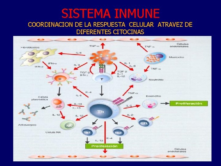 SISTEMA INMUNE COORDINACION DE LA RESPUESTA CELULAR ATRAVEZ DE DIFERENTES CITOCINAS 