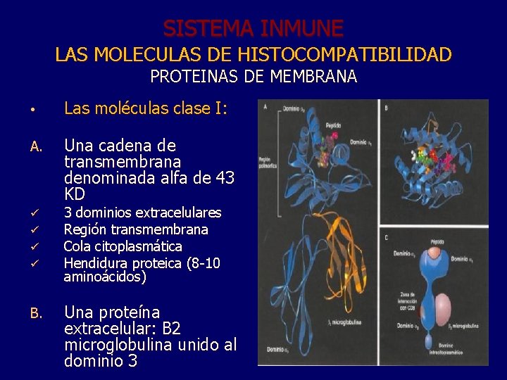 SISTEMA INMUNE LAS MOLECULAS DE HISTOCOMPATIBILIDAD PROTEINAS DE MEMBRANA • Las moléculas clase I: