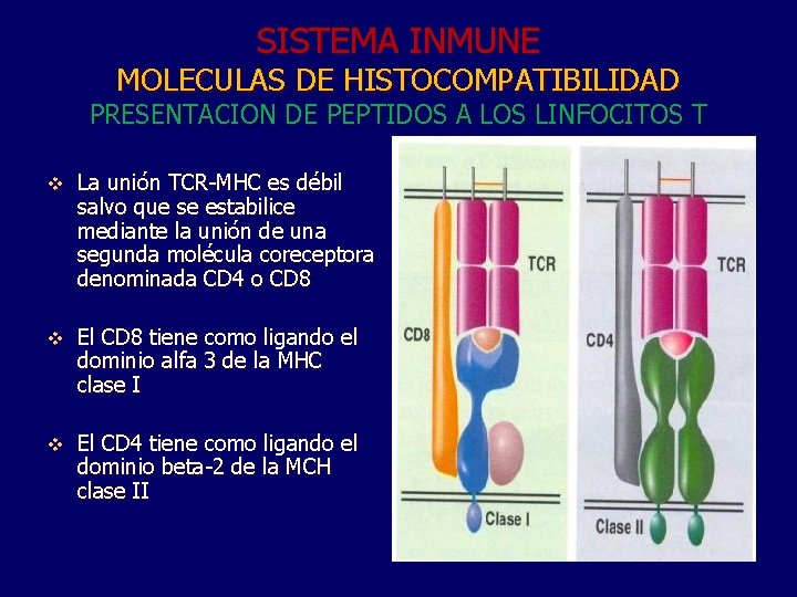 SISTEMA INMUNE MOLECULAS DE HISTOCOMPATIBILIDAD PRESENTACION DE PEPTIDOS A LOS LINFOCITOS T v La