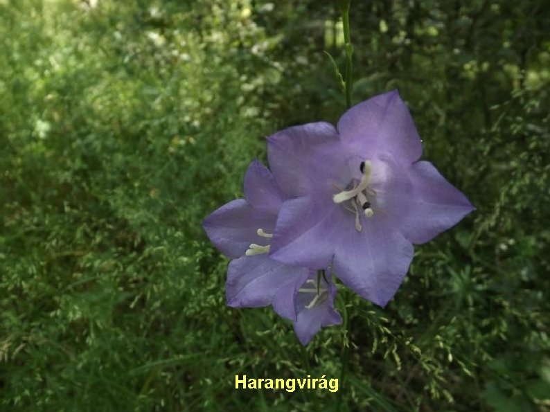 Harangvirág 