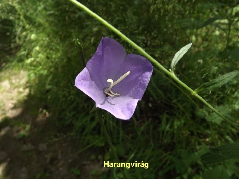 Harangvirág 